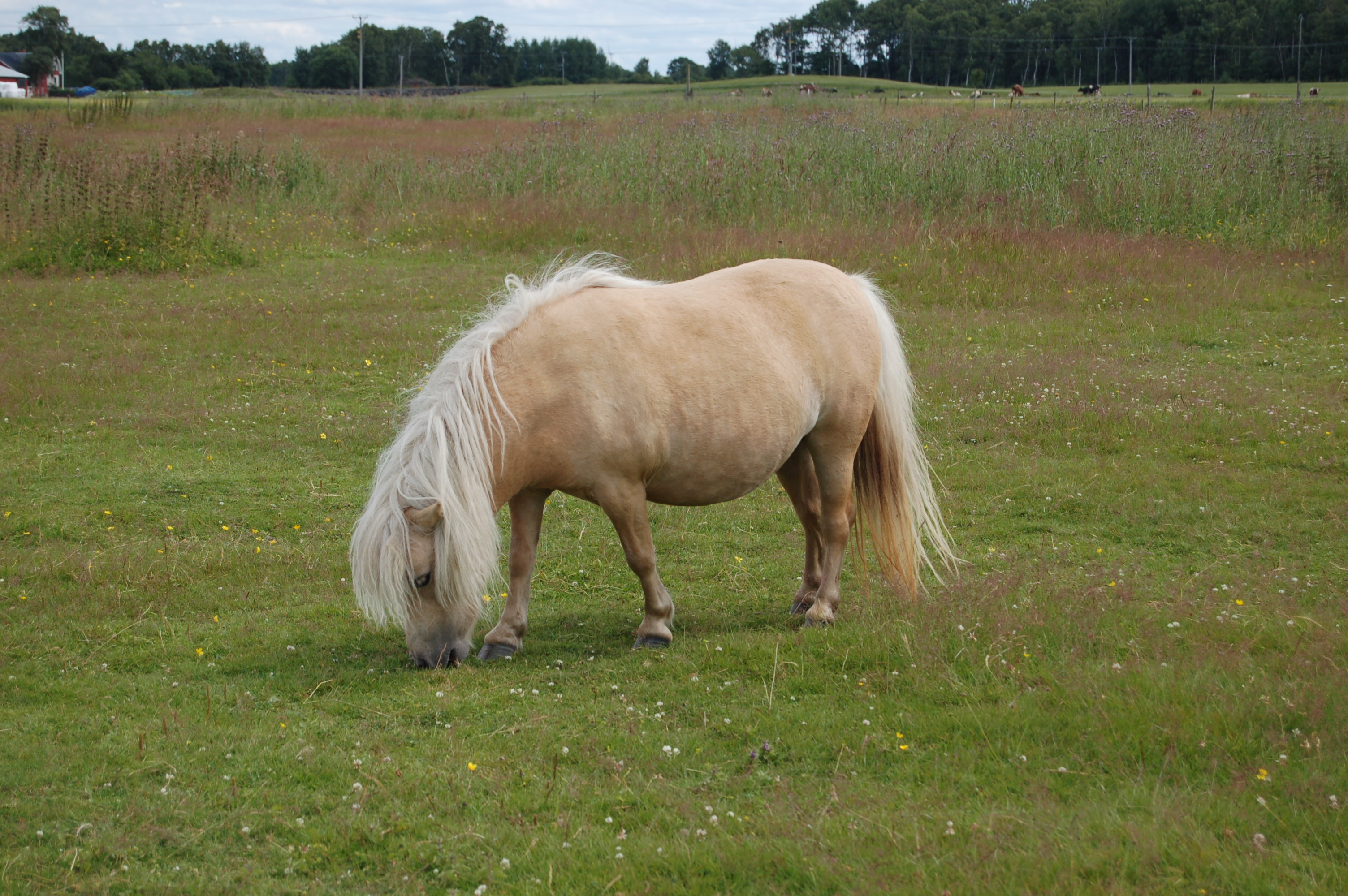 minishetland