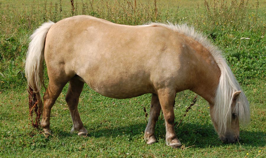 minishetland