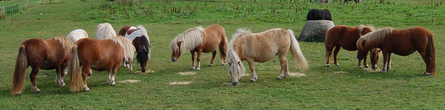 minishetland