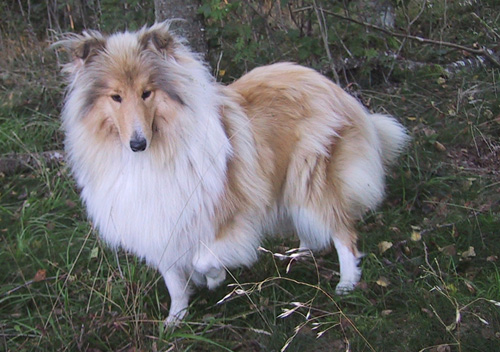 collie